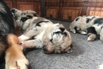 09a8e651-6bfb-63f4-35a7-0522d586ff1d_min