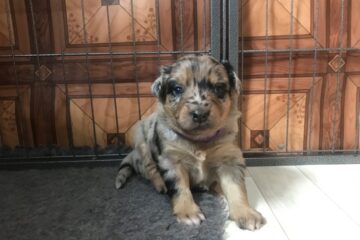 5a185b7f-0e68-4274-3559-f8b7105cda17_min