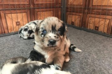 8ae6d8c7-915c-97d4-3db3-8f709c9b6347_min