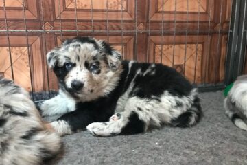 thumbnail_image0 (1)