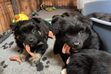 25b3e644-29d2-41f4-bd3f-107c8290547f