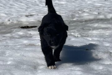 92a5eeb5-9f68-4de8-b0a2-8e2efa64a978