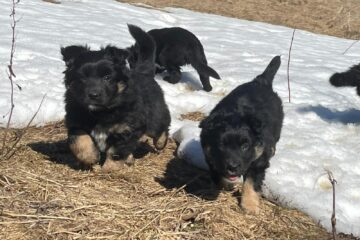 9763d844-d403-46dd-b818-79d67055dc7f