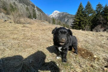 d77a0d1a-2d2d-4509-8c77-5134281faf18