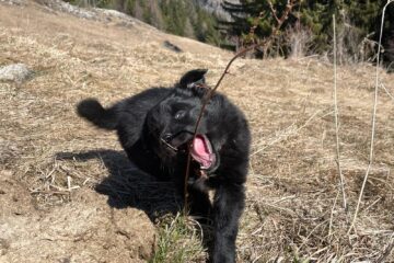 e03eaae7-914c-4789-88ea-71d2b275be4f (1)