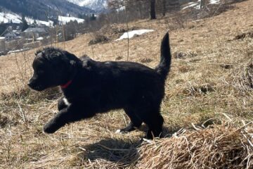 f6af3839-9cfc-4d75-857c-d78c459ccc85